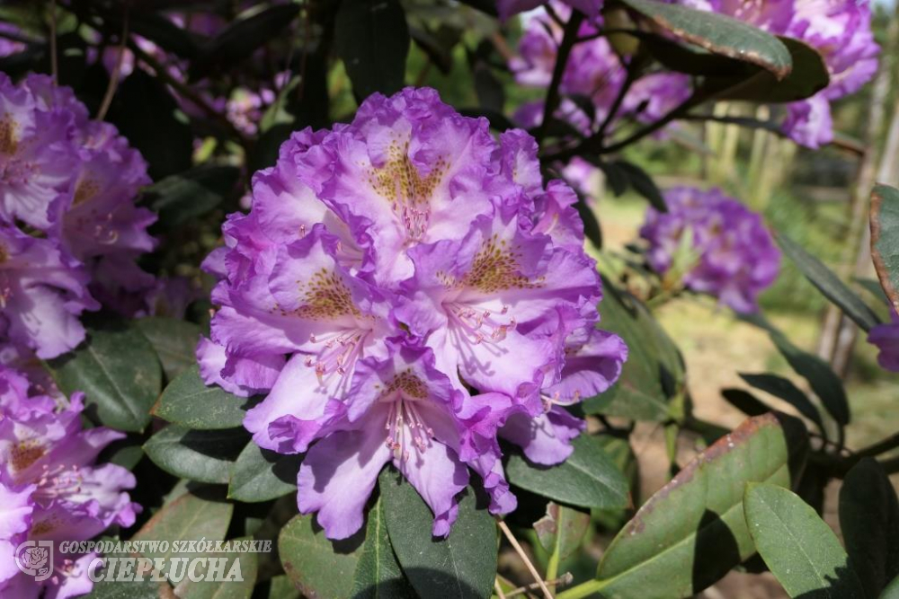 Рододендрон гибридный Стреков